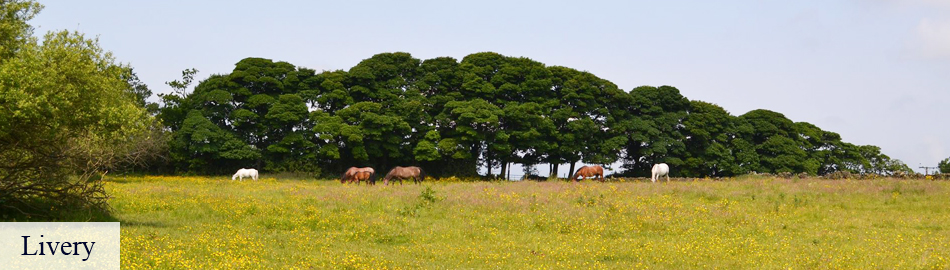 Alton Riding School Livery